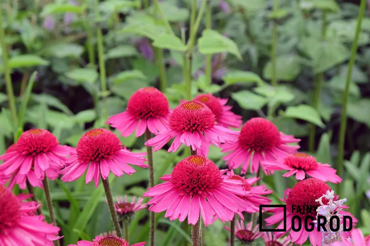 Jeżówka purpurowa 'Delicious Candy'