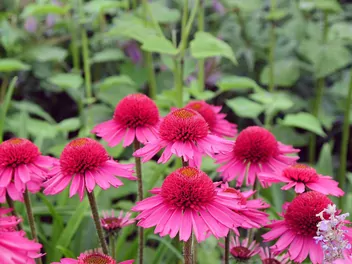 Jeżówka purpurowa 'Delicious Candy' - zdjęcie 4