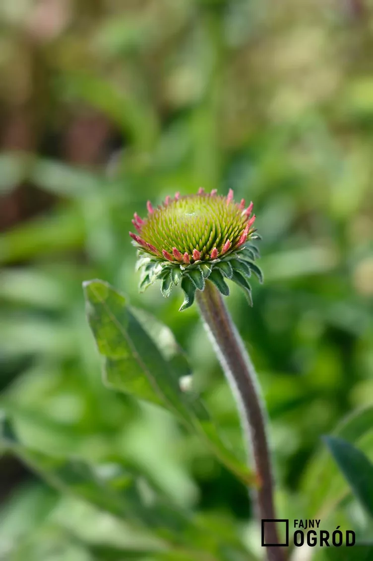 Jeżówka purpurowa 'Delicious Candy' - zdjęcie 5