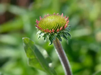 Jeżówka purpurowa 'Delicious Candy' - zdjęcie 5