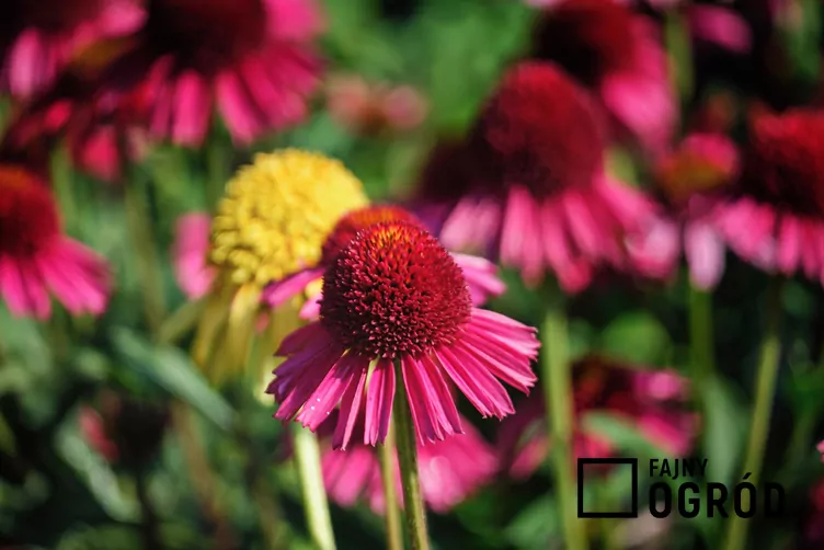 Jeżówka purpurowa 'Delicious Candy'