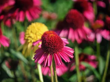 Ilustracja rośliny jeżówka purpurowa 'delicious candy'