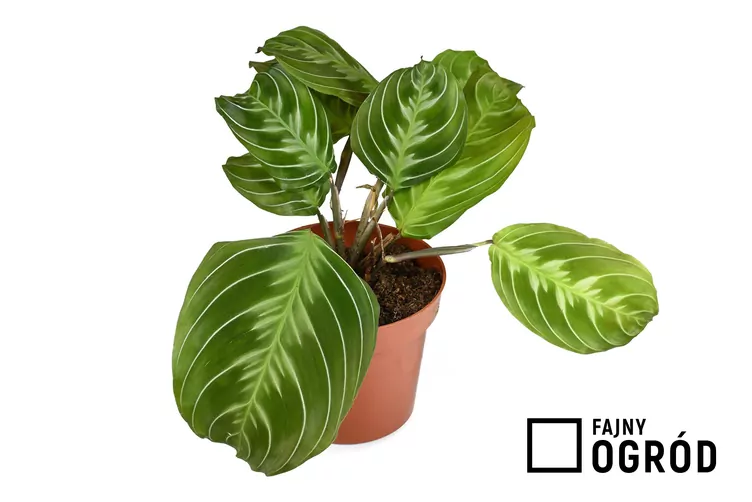 Maranta białożyłkowa 'Cat Moustache'