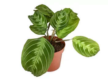 Zdjęcie ilustrujące maranta białożyłkowa 'cat moustache'