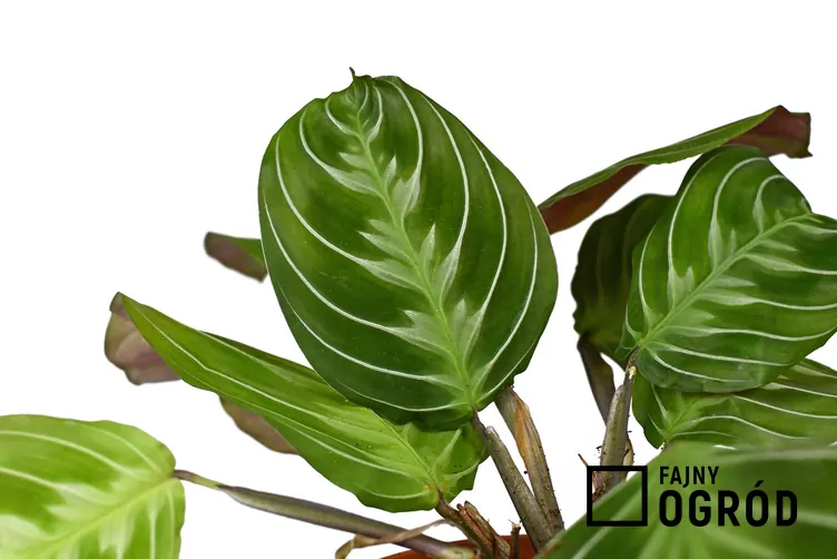 Maranta NoID