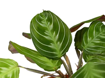 Maranta białożyłkowa 'Cat Moustache' - zdjęcie 2