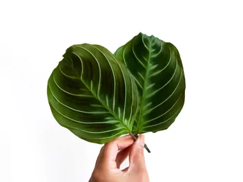 Maranta białożyłkowa 'Cat Moustache' - zdjęcie 3