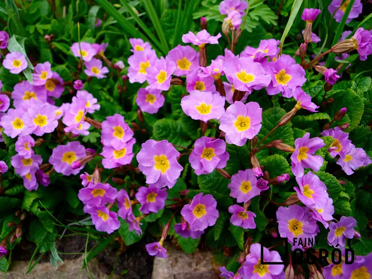 Pierwiosnek gruziński