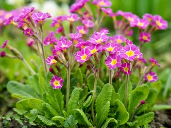 Pierwiosnek gruziński - zdjęcie 5