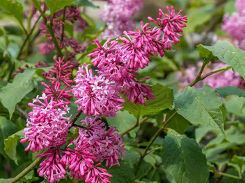 Lilak Josiki - zdjęcie 2