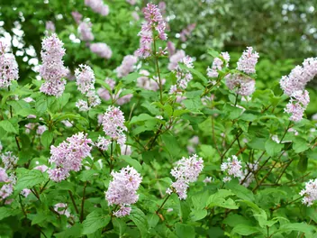 Lilak Josiki - zdjęcie 3