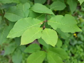 Lilak Josiki - zdjęcie 4