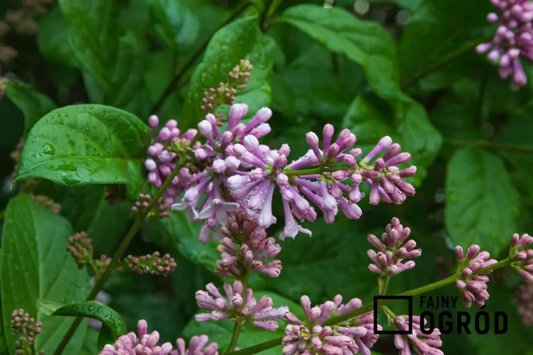 Lilak Josiki - zdjęcie 5