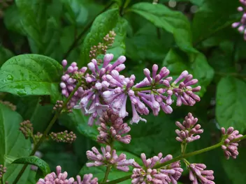 Lilak Josiki - zdjęcie 5