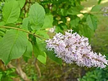 Ilustracja rośliny lilak josiki