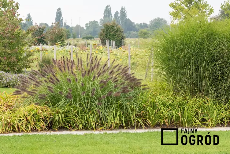 Rozplenica japońska odmiana zieleniejąca