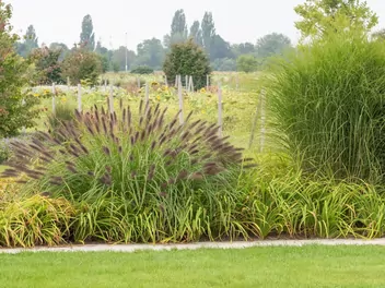 Ilustracja rośliny rozplenica japońska odmiana zieleniejąca