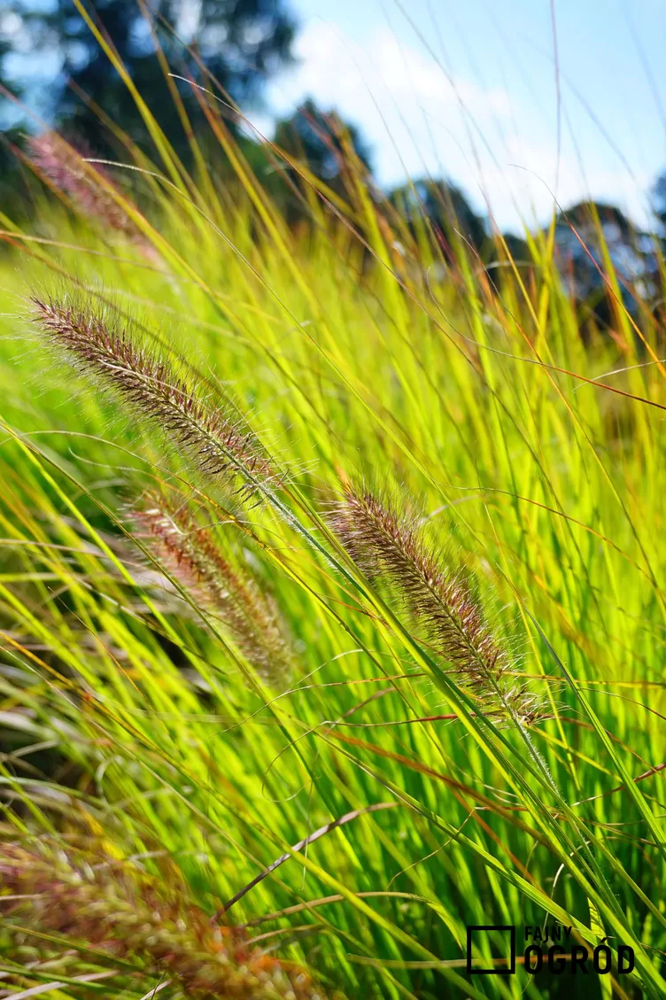 Rozplenica viridescens