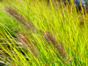 Rozplenica japońska odmiana zieleniejąca - zdjęcie 2