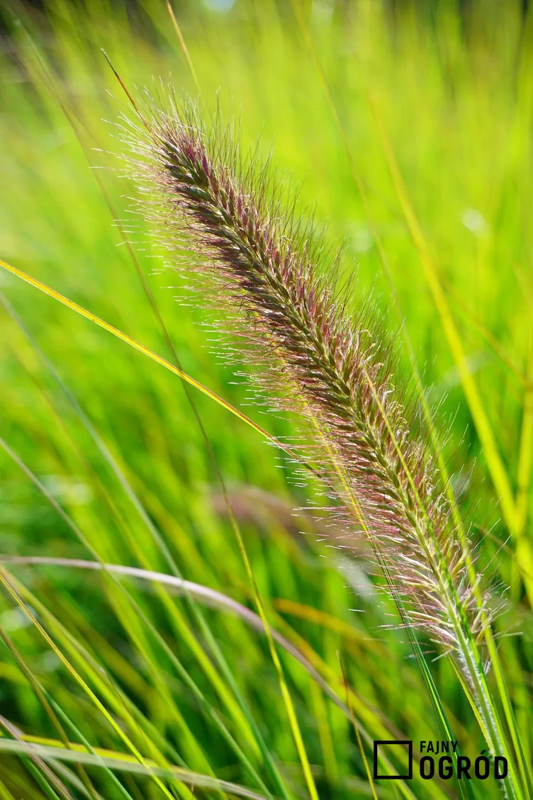 Piórkówka japońska odmiana zieleniejąca