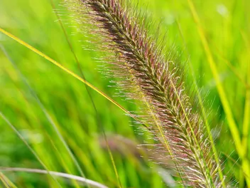 Rozplenica japońska odmiana zieleniejąca - zdjęcie 3