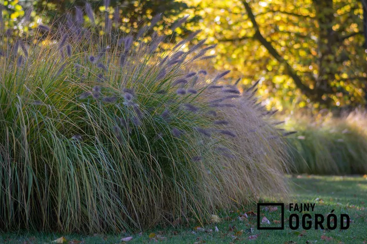 Rosplenica japońska odmiana zieleniejąca