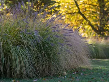 Rozplenica japońska odmiana zieleniejąca - zdjęcie 4