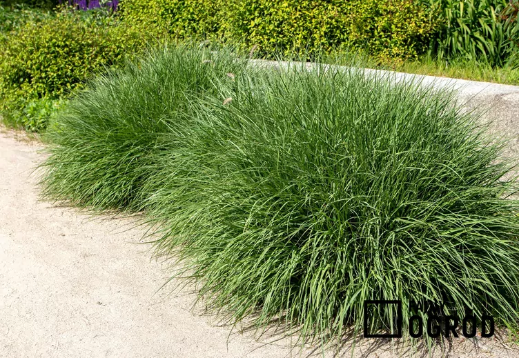 Rozplenica japońska odmiana zieleniejąca - zdjęcie 5