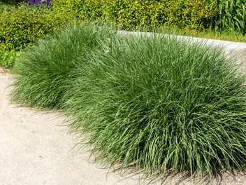 Rozplenica japońska odmiana zieleniejąca - zdjęcie 5