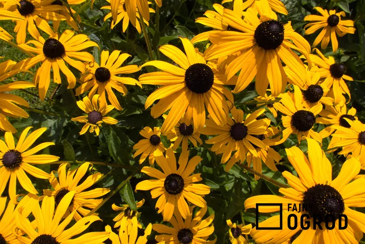 Rudbekia błyskotliwa 'Goldsturm'