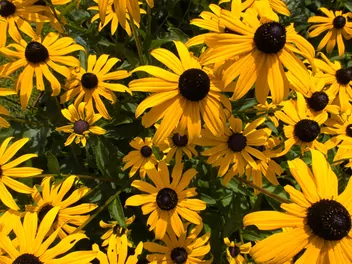 Ilustracja rośliny rudbekia błyskotliwa 'goldsturm'