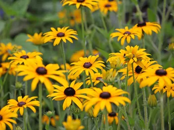 Rudbekia błyskotliwa 'Goldsturm' - zdjęcie 2