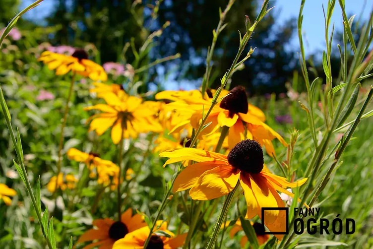 Rudbekia błyskotliwa 'Goldsturm'