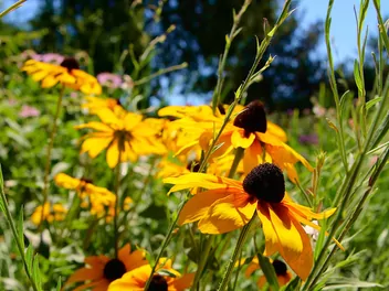 Rudbekia błyskotliwa 'Goldsturm' - zdjęcie 3