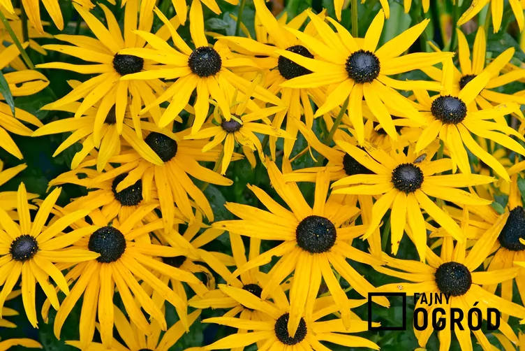 Rudbekia błyskotliwa 'Goldsturm'