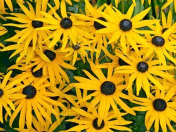 Rudbekia błyskotliwa 'Goldsturm' - zdjęcie 4