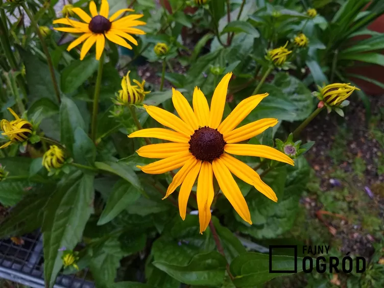 Rudbekia błyskotliwa 'Goldsturm' - zdjęcie 5