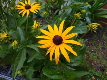 Rudbekia błyskotliwa 'Goldsturm' - zdjęcie 5