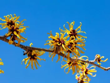 Ilustracja rośliny oczar omszony