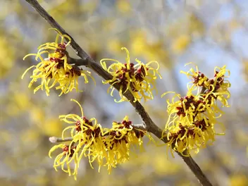 Oczar omszony - zdjęcie 2