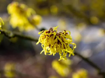 Oczar omszony - zdjęcie 3