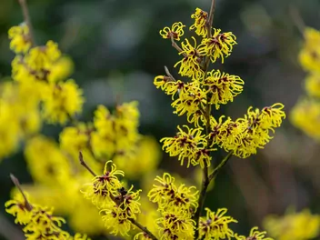 Oczar omszony - zdjęcie 4