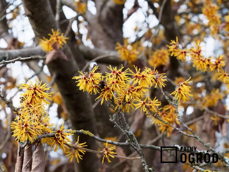 Oczar omszony - zdjęcie 5