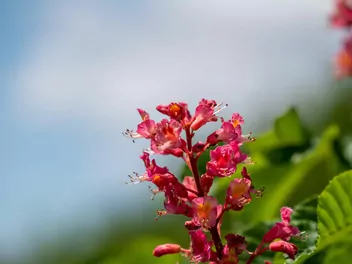 Kasztanowiec krwisty - zdjęcie 2