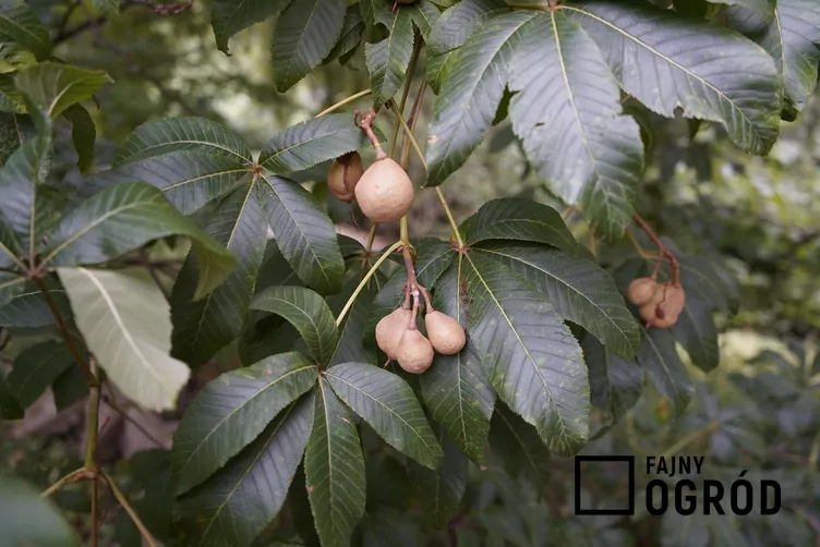 Kasztanowiec krwisty