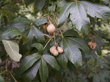 Kasztanowiec krwisty - zdjęcie 3