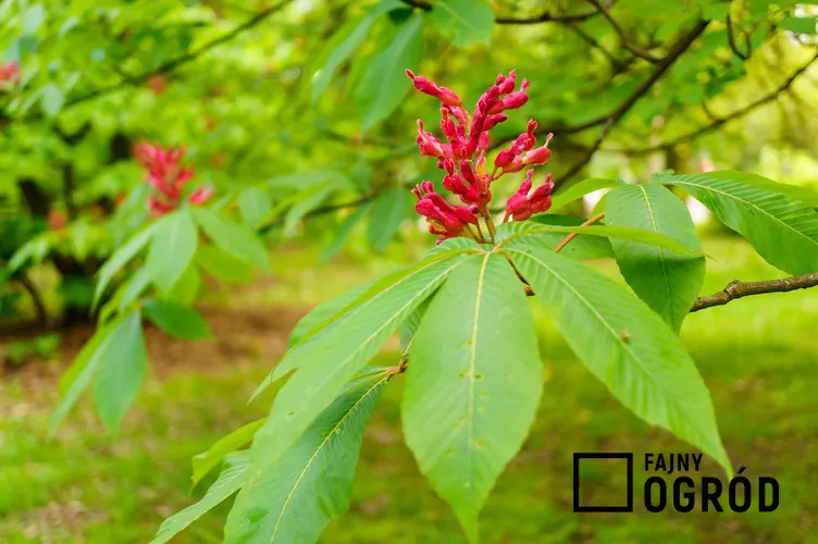 Kasztanowiec krwisty