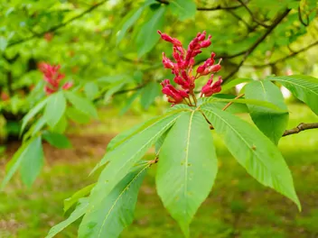 Kasztanowiec krwisty - zdjęcie 4