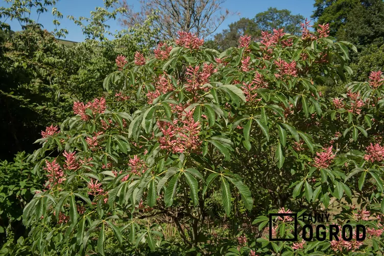 Kasztanowiec krwisty - zdjęcie 5