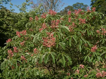 Kasztanowiec krwisty - zdjęcie 5